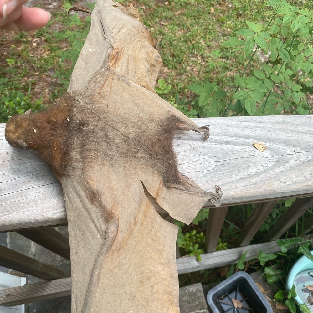 Large Brown Taxidermy Bat - Picture 6 of 11